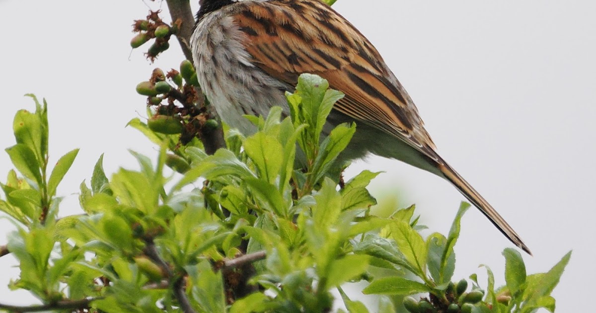 stonefactionbirding2014.blogspot.com