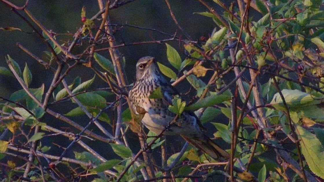 stonefactionbirding2014.blogspot.com