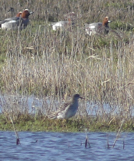 waderwigeon.jpg