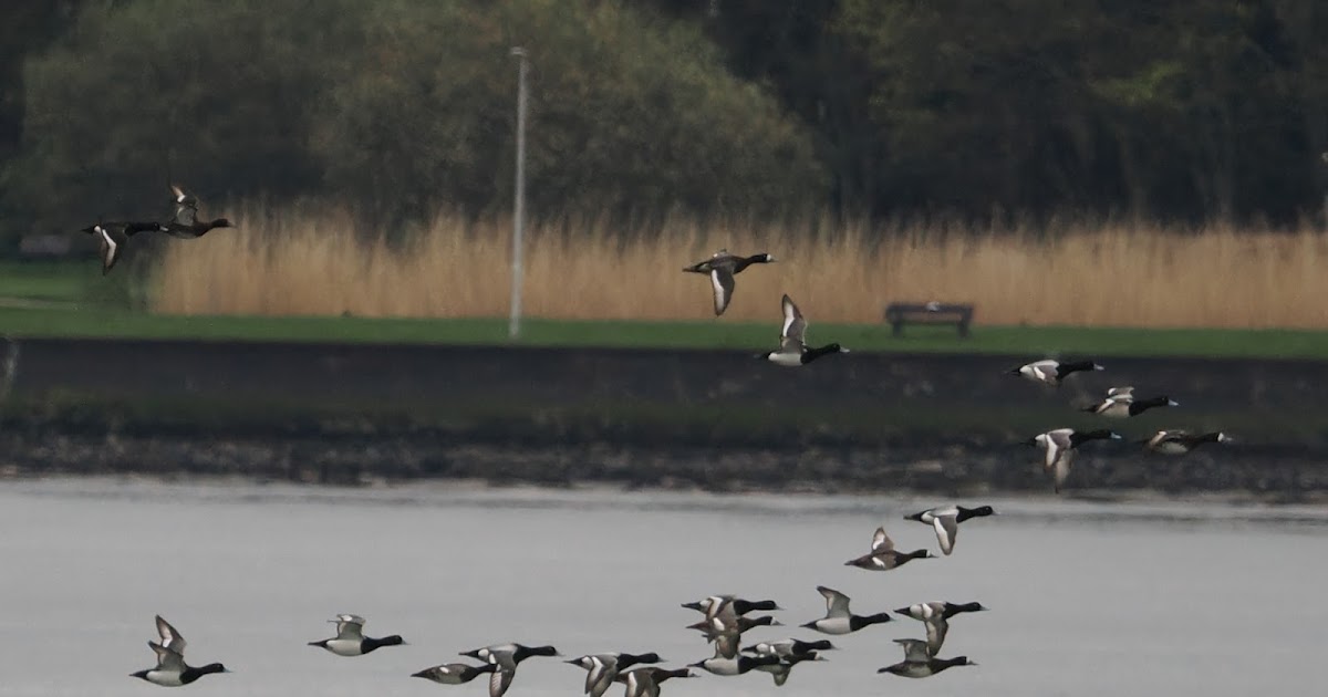 stonefactionbirding2014.blogspot.com