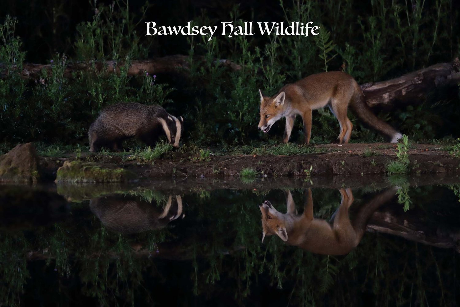 bawdseyhallwildlifephotographyhides.co.uk