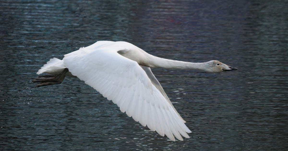 stonefactionbirding2014.blogspot.com