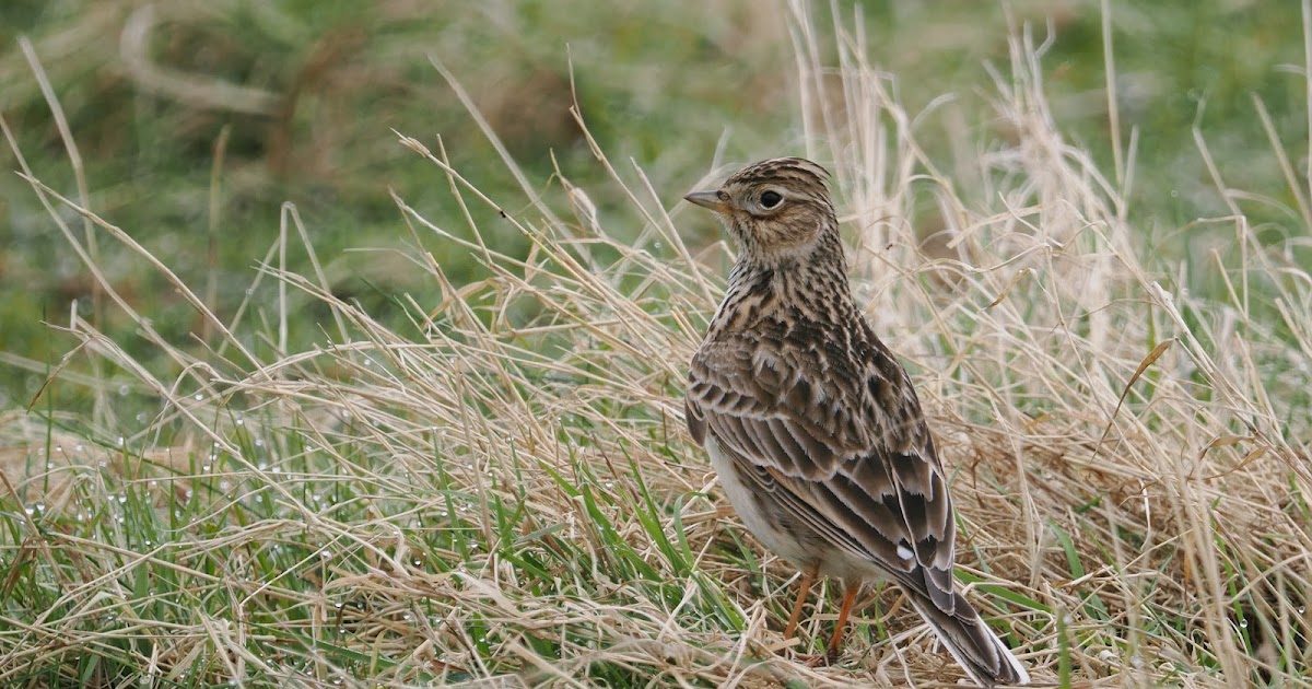 stonefactionbirding2014.blogspot.com