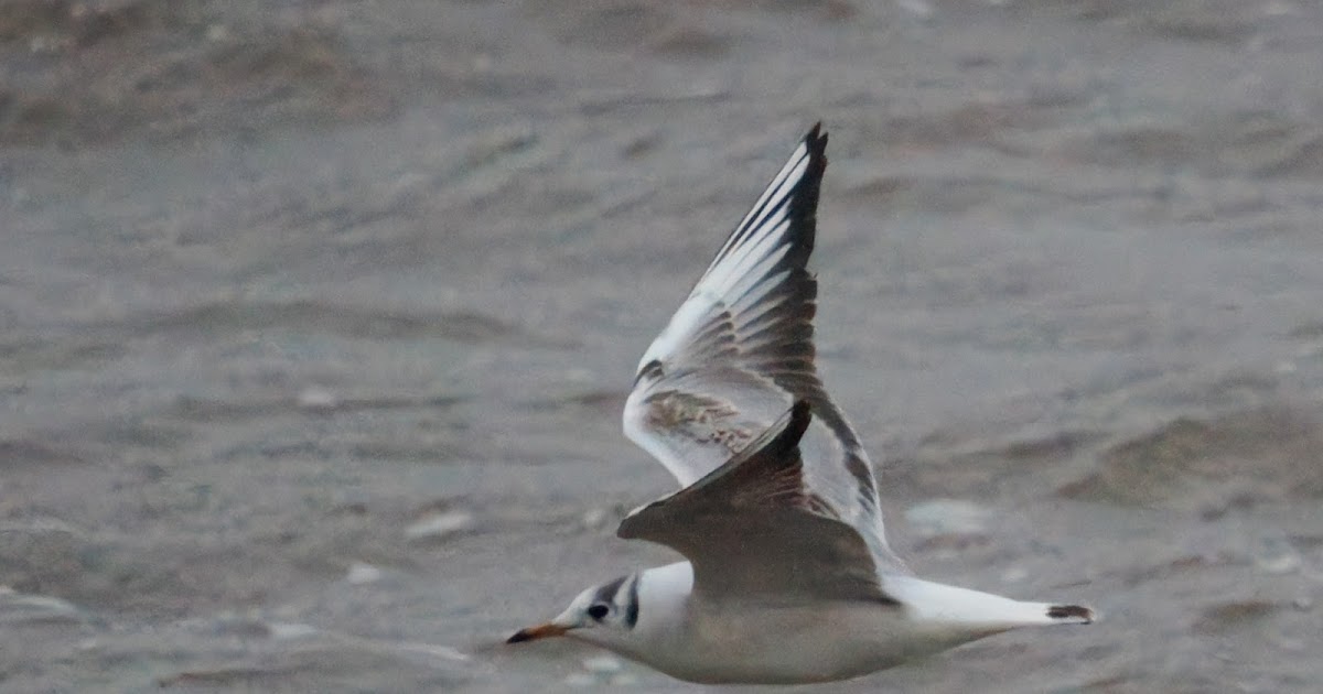 stonefactionbirding2014.blogspot.com