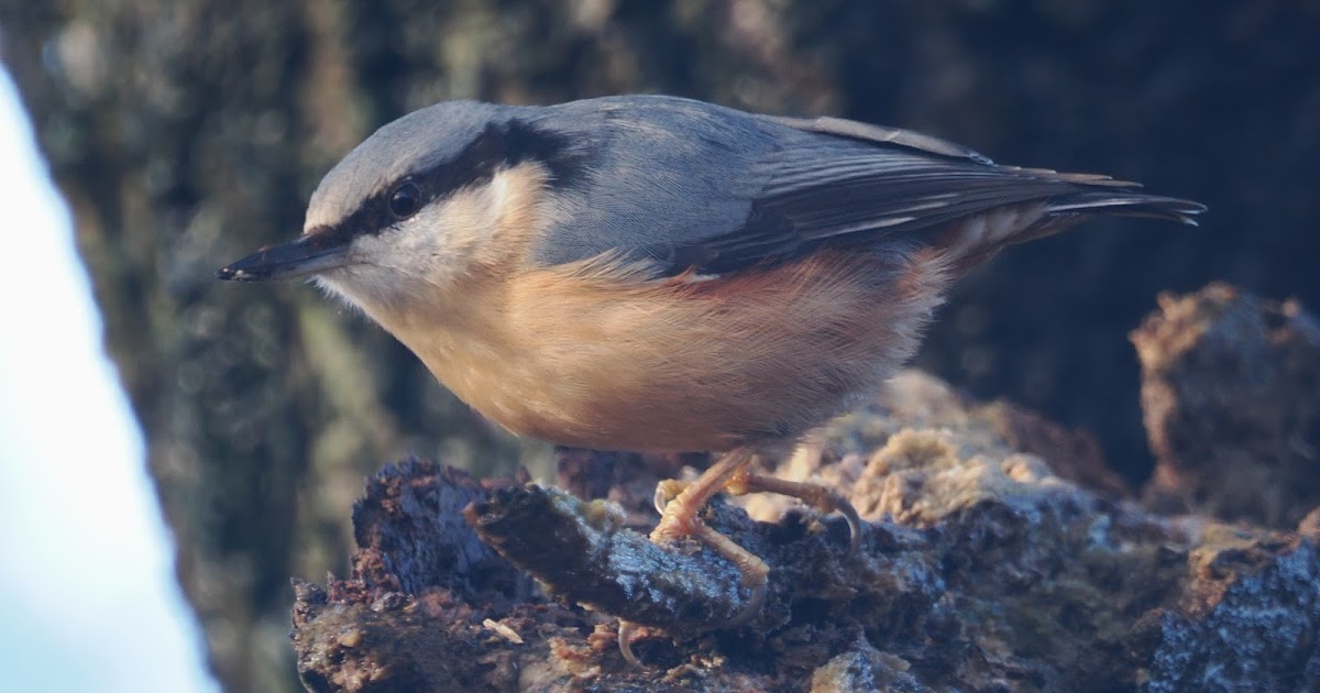 stonefactionbirding2014.blogspot.com