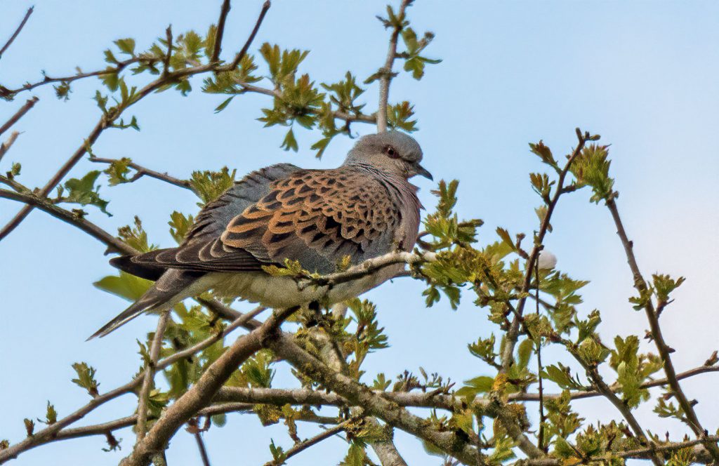 turtledovetrust.org.uk