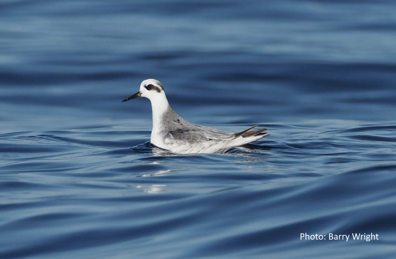 pelagic-grey-phalarope.png