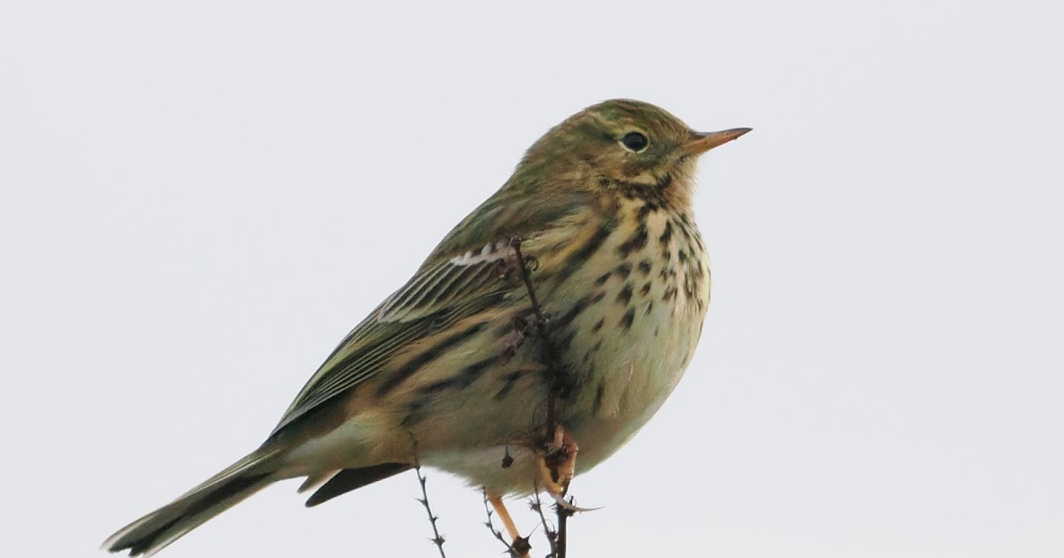 stonefactionbirding2014.blogspot.com