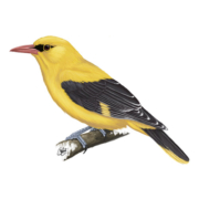 Badge-Membership_Golden-Oriole_TUBW-180x180.jpg