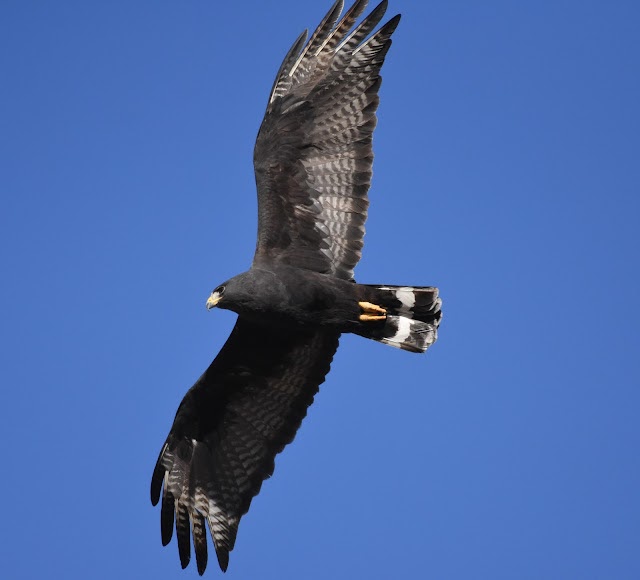 tucsonaudubon.blogspot.com