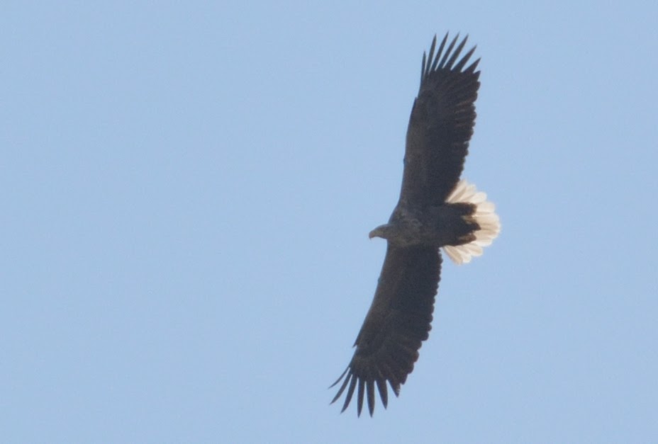 stonefactionbirding2014.blogspot.com