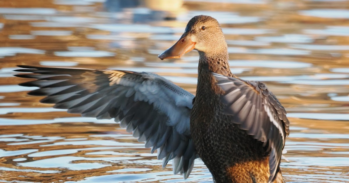 stonefactionbirding2014.blogspot.com