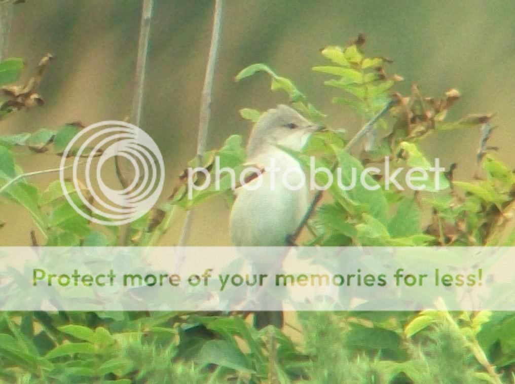 BarredWarbler008.jpg