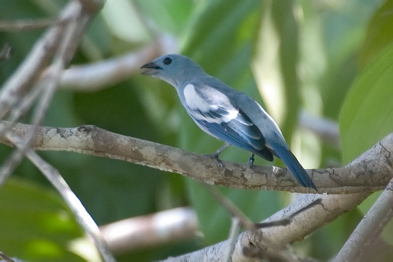 File:16216Blue-gray-Tanager.jpg