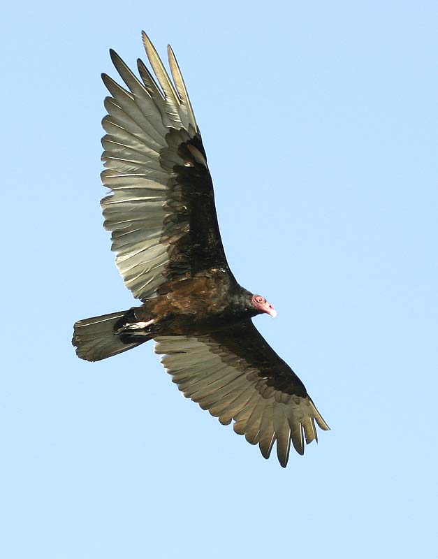 Turkey Vulture - BirdForum Opus | BirdForum