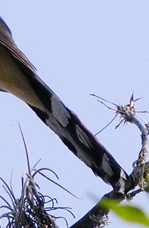 Mangrove-cuckoo-tail by njlarsen.jpg