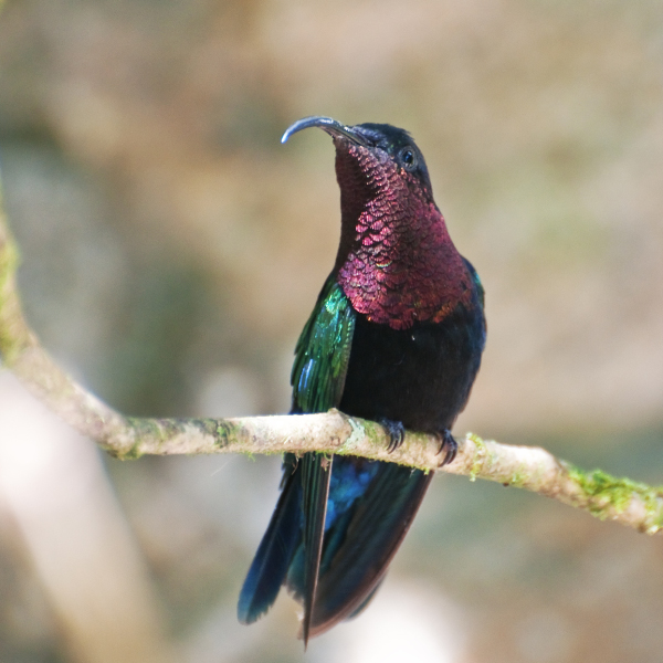 Purple-throated Carib - BirdForum Opus | BirdForum