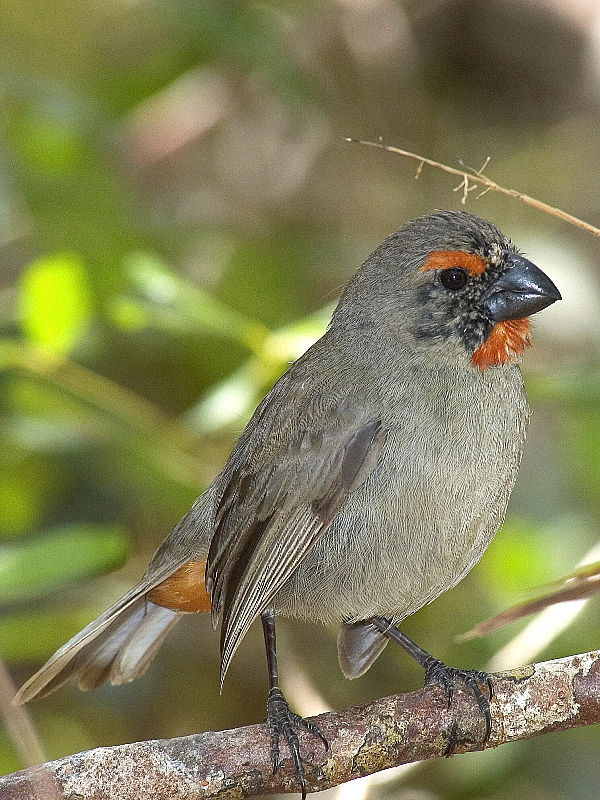 Greater Antillean Bullfinch - BirdForum Opus | BirdForum