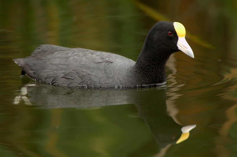 Slate-colored Coot - BirdForum Opus | BirdForum