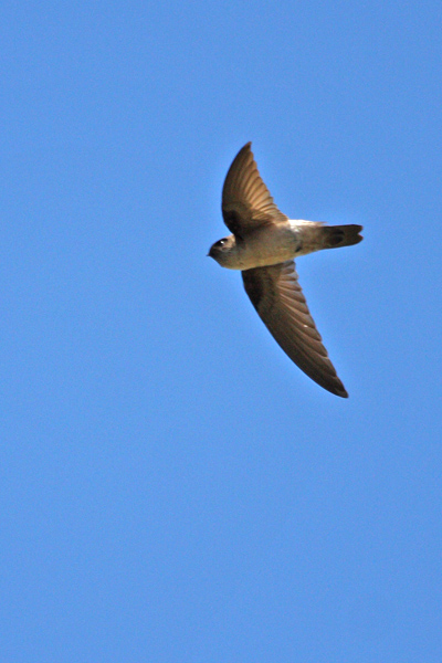 White-rumped Swiftlet - BirdForum Opus | BirdForum