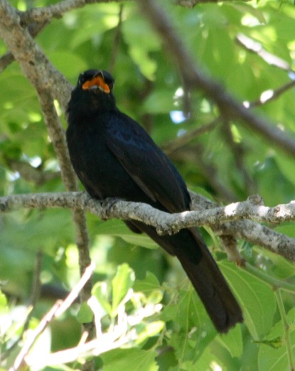 File:Black Cuckoo shrike by Alan Manson.jpg