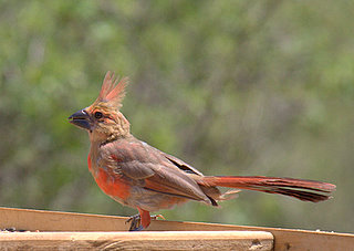 Photo by Larry D Smith - Northern_Cardinal_Juvenile_Male http://www.SouthwestNaturePhotos.com/Larry