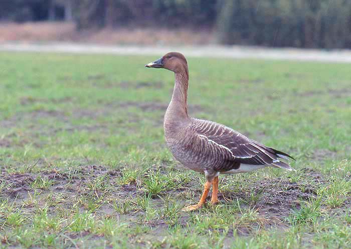 Tundra Bean Goose - BirdForum Opus | BirdForum