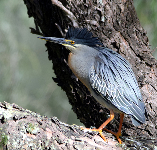 Striated Heron - Birdforum Opus 