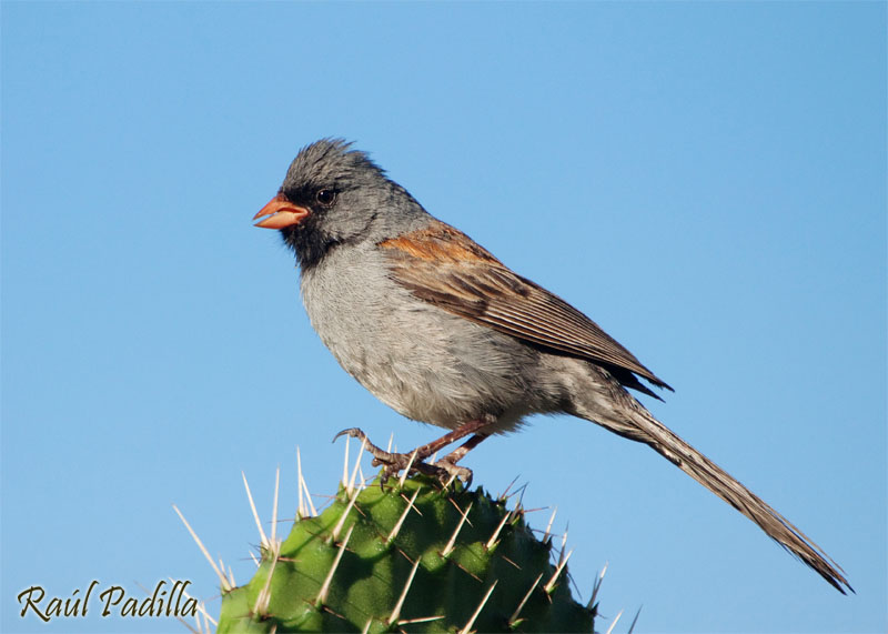 File:Spizella atrogularis (Black-Chined Sparrow)3.jpg