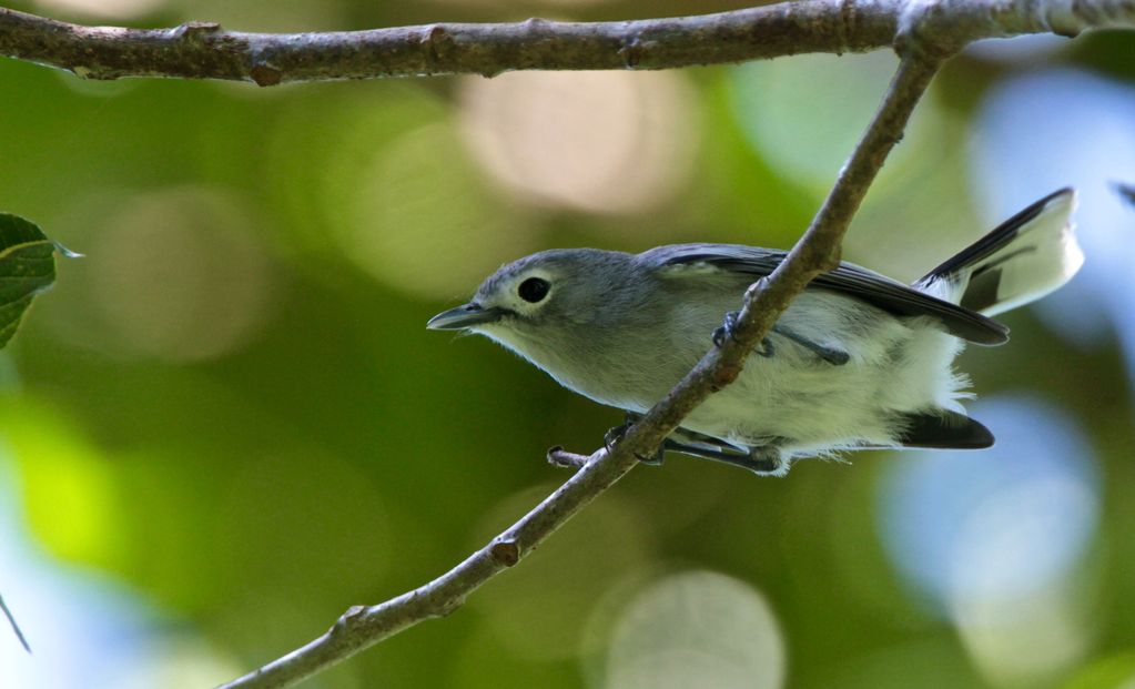 Slaty Monarch - BirdForum Opus | BirdForum