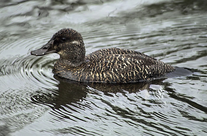 Blue-billed Duck - BirdForum Opus | BirdForum