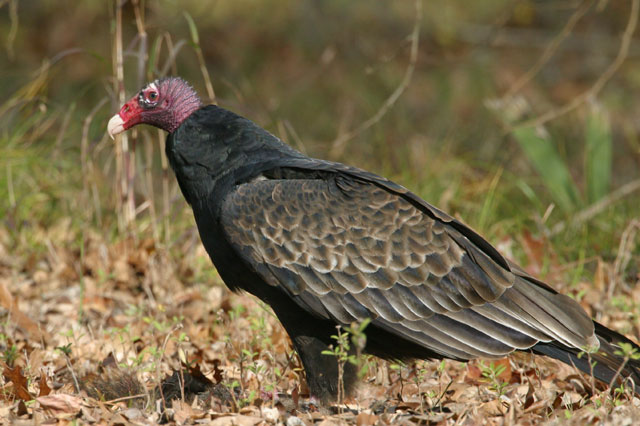 Turkey Vulture - BirdForum Opus | BirdForum