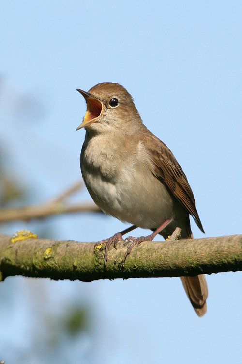 Listen to the Bird Song of the Common Nightingale, or Luscinia