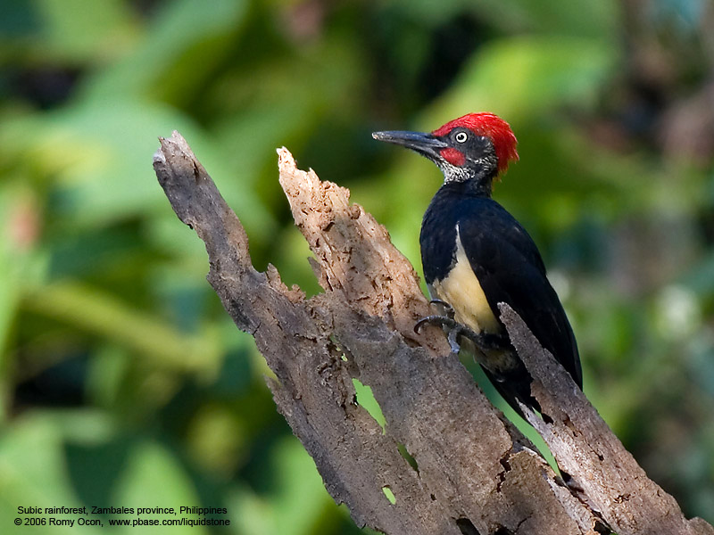 White-bellied Woodpecker - BirdForum Opus | BirdForum