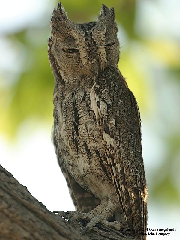 African Scops Owl - BirdForum Opus | BirdForum