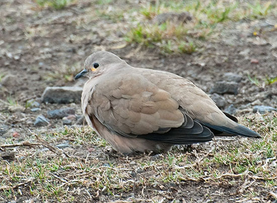 File:Black-winged-Ground-Dove.jpg