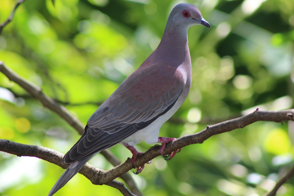 Pale-vented Pigeon - BirdForum Opus | BirdForum