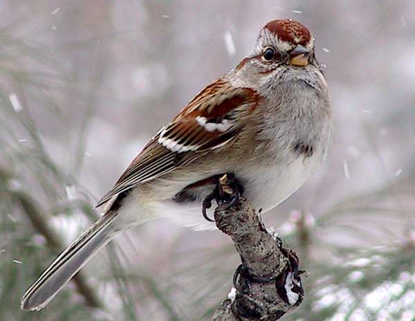 File:American Tree Sparrow.jpg