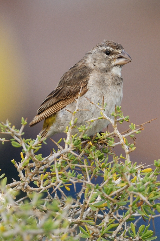 White-throated Canary - BirdForum Opus | BirdForum