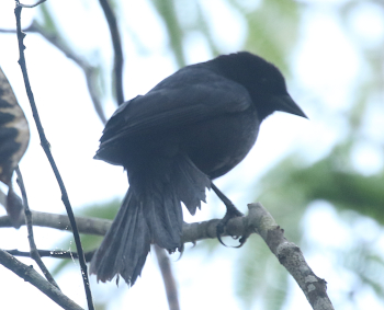 File:Female Red-shouldered Blackbird.JPG