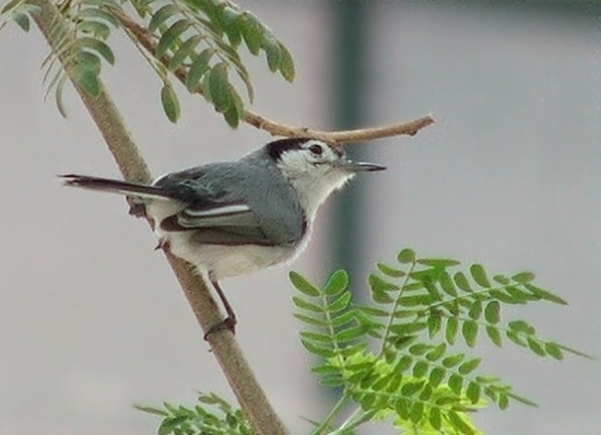 White-browed Gnatcatcher - Polioptila bilineata - Birds of the World