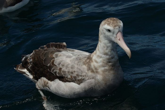 Wandering Albatross - Birdforum Opus 