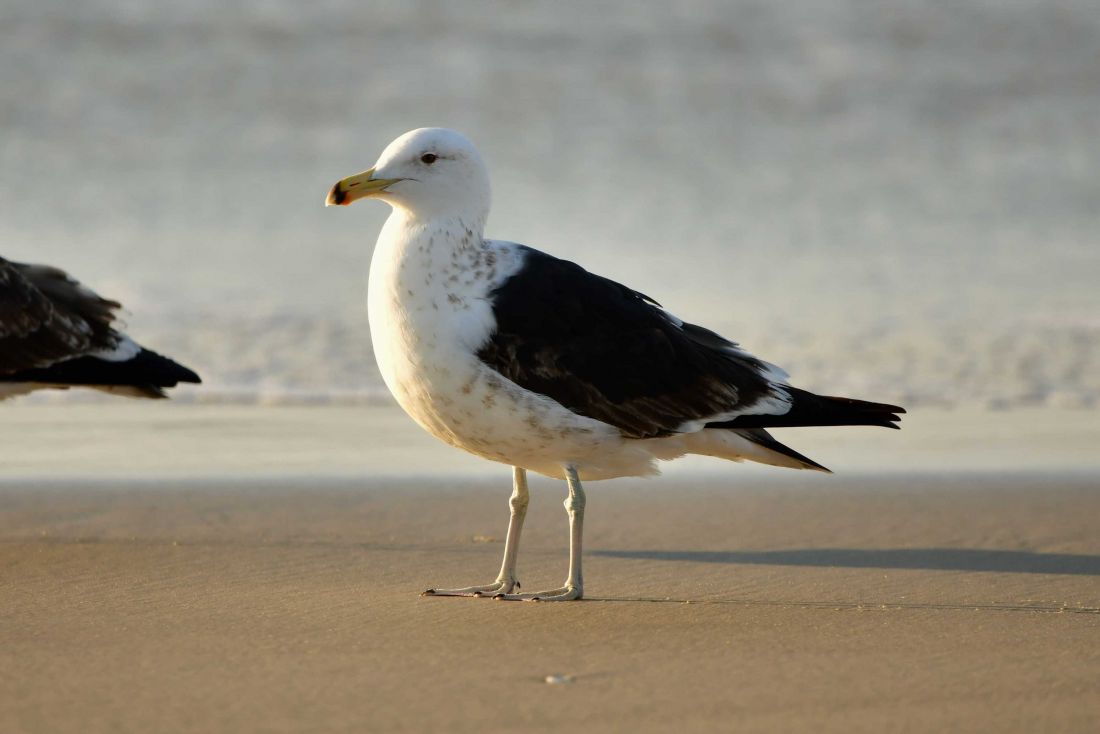 Olrog's Gull - BirdForum Opus | BirdForum