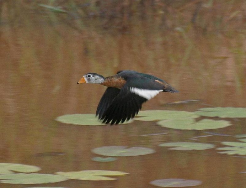File:African Pygmy Goose.jpg