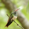 Buff-bellied Hummingbird.jpg