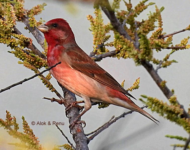 File:Common Rosefinch Alok.jpg