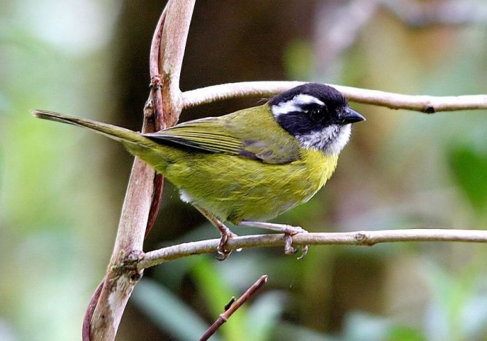 Sooty-capped Chlorospingus - BirdForum Opus | BirdForum