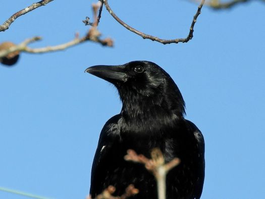 American Crow - BirdForum Opus | BirdForum