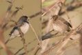 Double-collared Seedeater.jpg