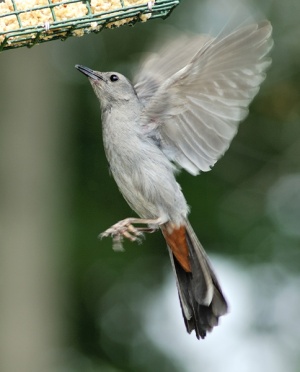 300px-42923catbird_3.jpg